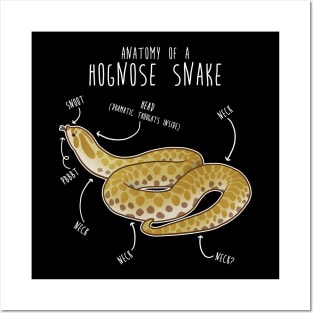 Lemon Hypo Ghost Hognose Snake Anatomy Posters and Art